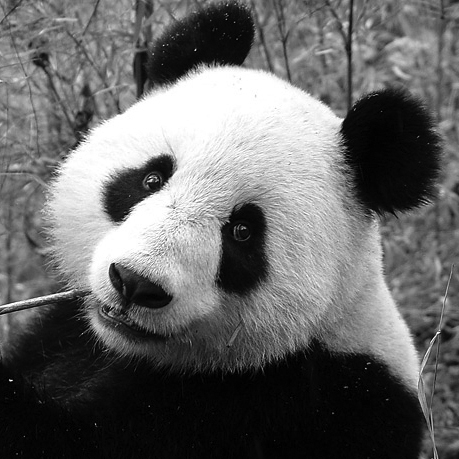 Picture of a panda bear